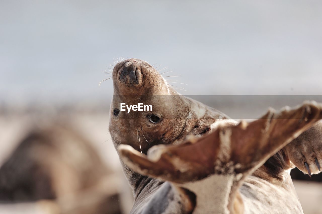 Close-up of sea lion