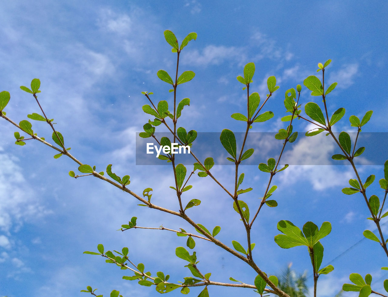 Low angle view of flowering plants against blue sky