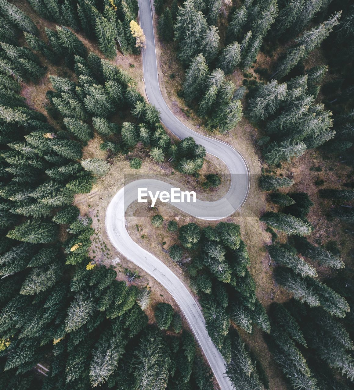 High angle view of road amidst trees in forest