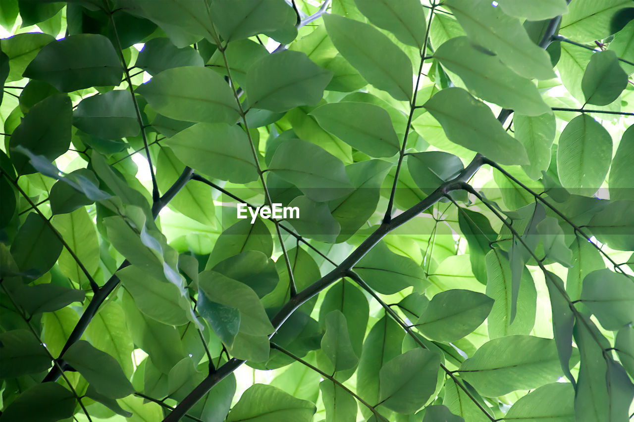 FULL FRAME SHOT OF GREEN PLANTS