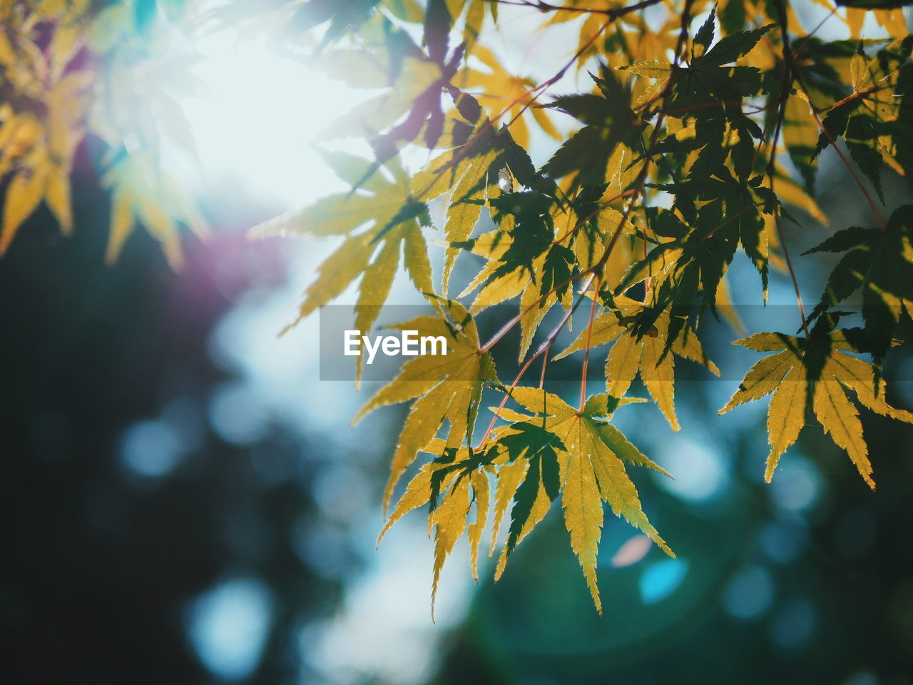 CLOSE-UP OF MAPLE LEAVES ON TREE