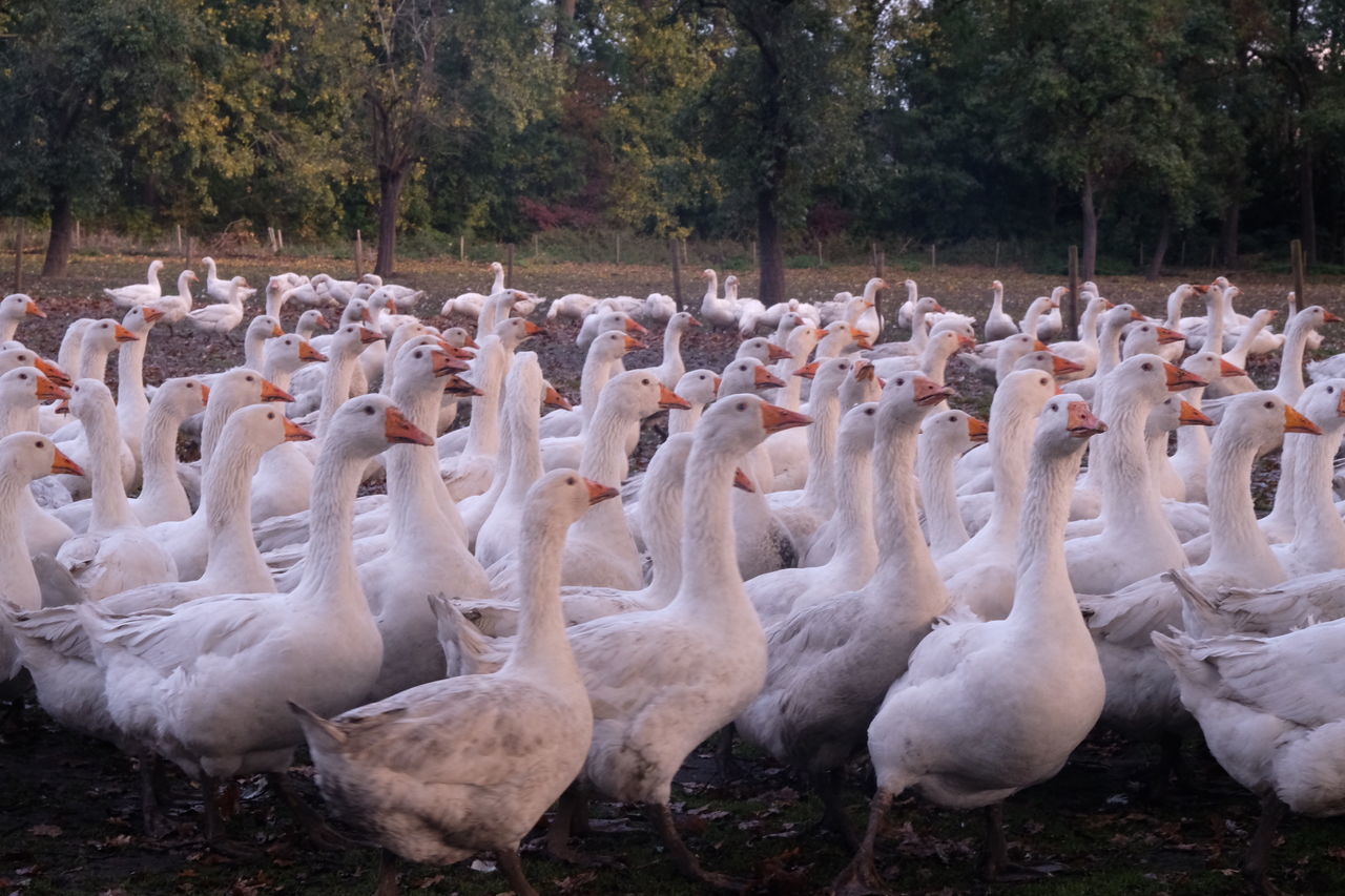 Flock of birds, goose