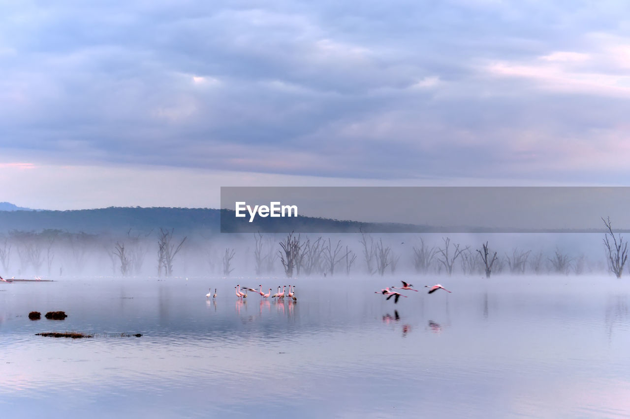 Flamingos on lake during misty morning 