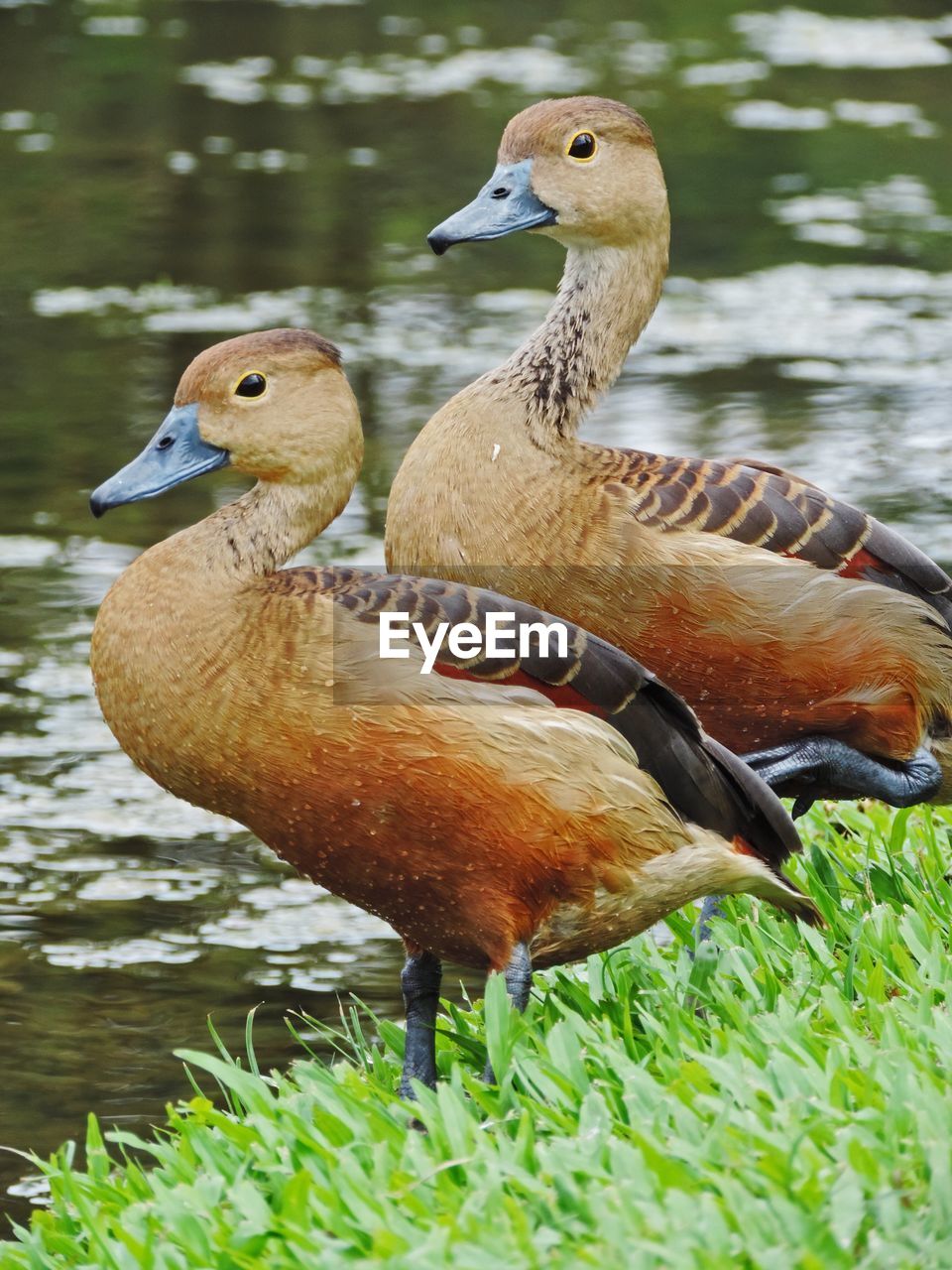 Ducks perching on lakeshore