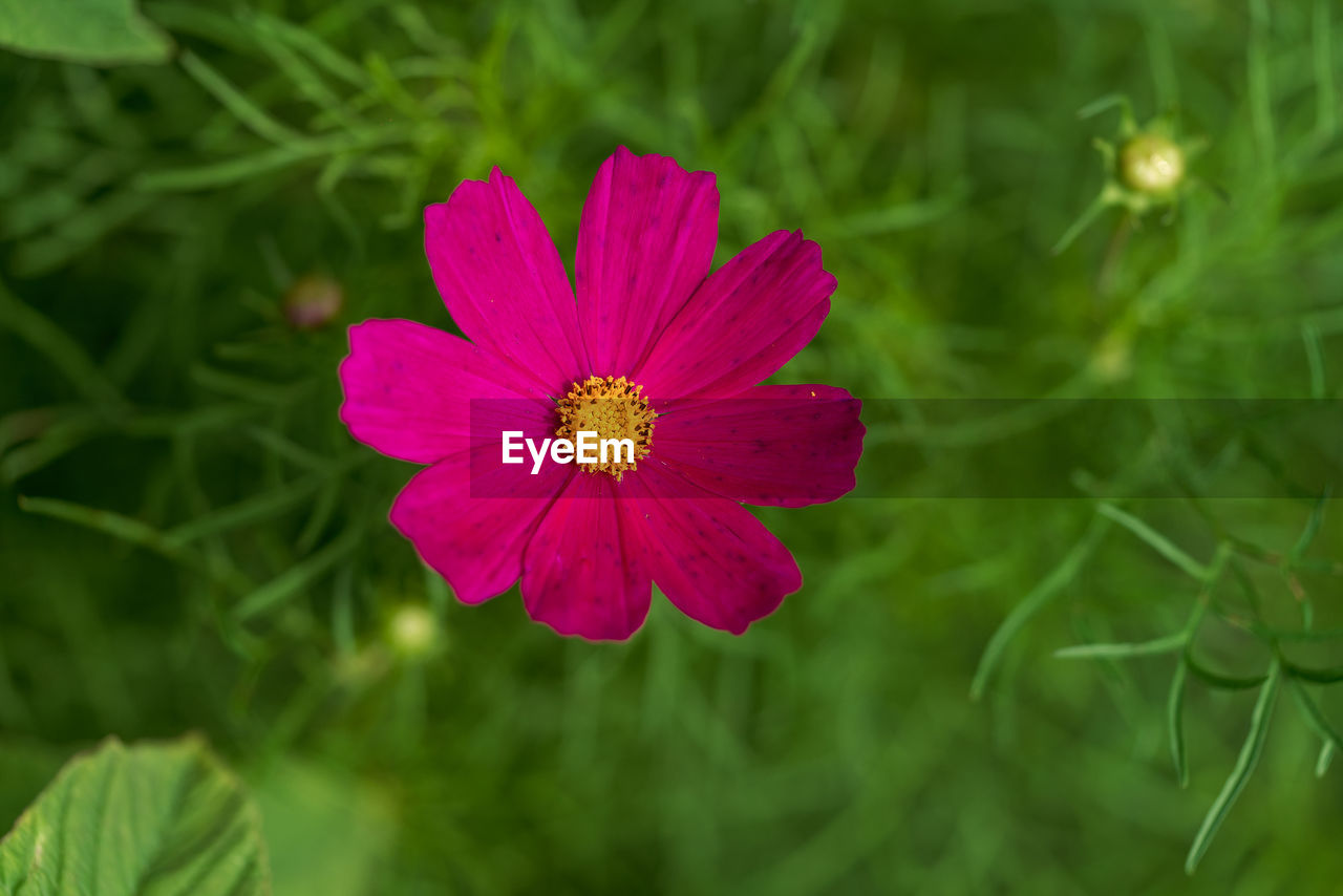 Close-up of pink flower