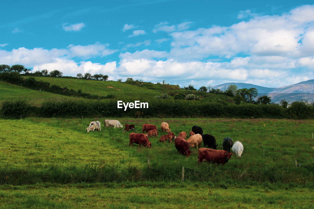 Cows in a field