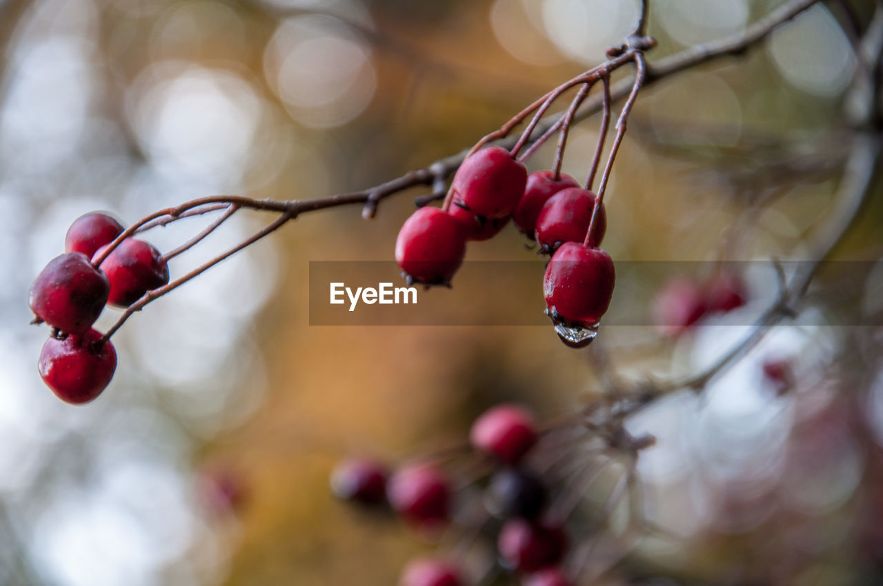 Close-up of rose hips growing on tree