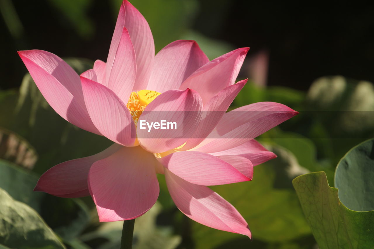 flower, flowering plant, plant, pink, aquatic plant, beauty in nature, freshness, water lily, proteales, petal, leaf, nature, plant part, close-up, flower head, lotus water lily, inflorescence, lily, pond, water, fragility, macro photography, no people, growth, outdoors, magenta, focus on foreground, blossom, tropical climate, pollen, springtime