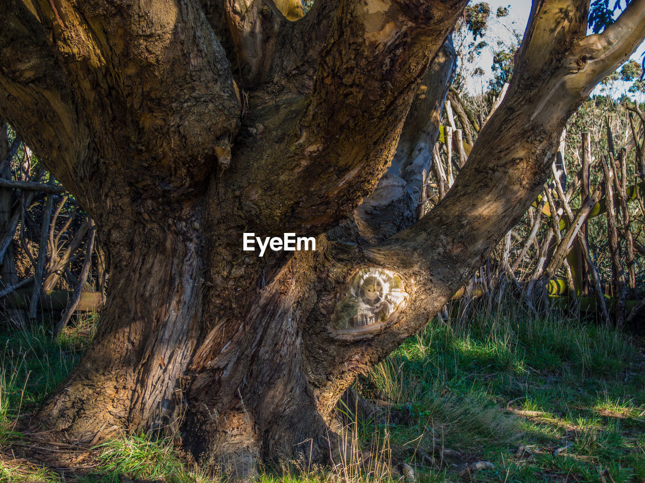 VIEW OF TREES IN FOREST