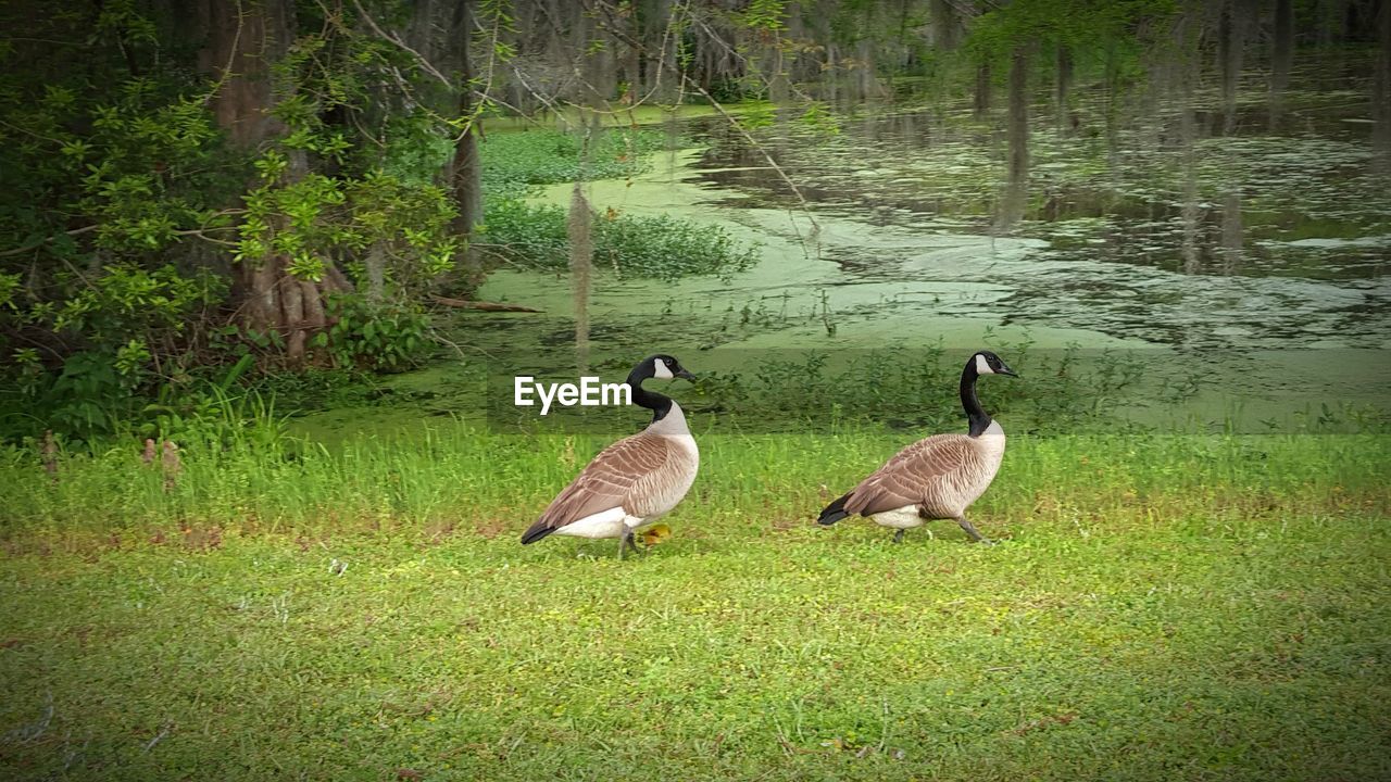 DUCKS ON LAKE