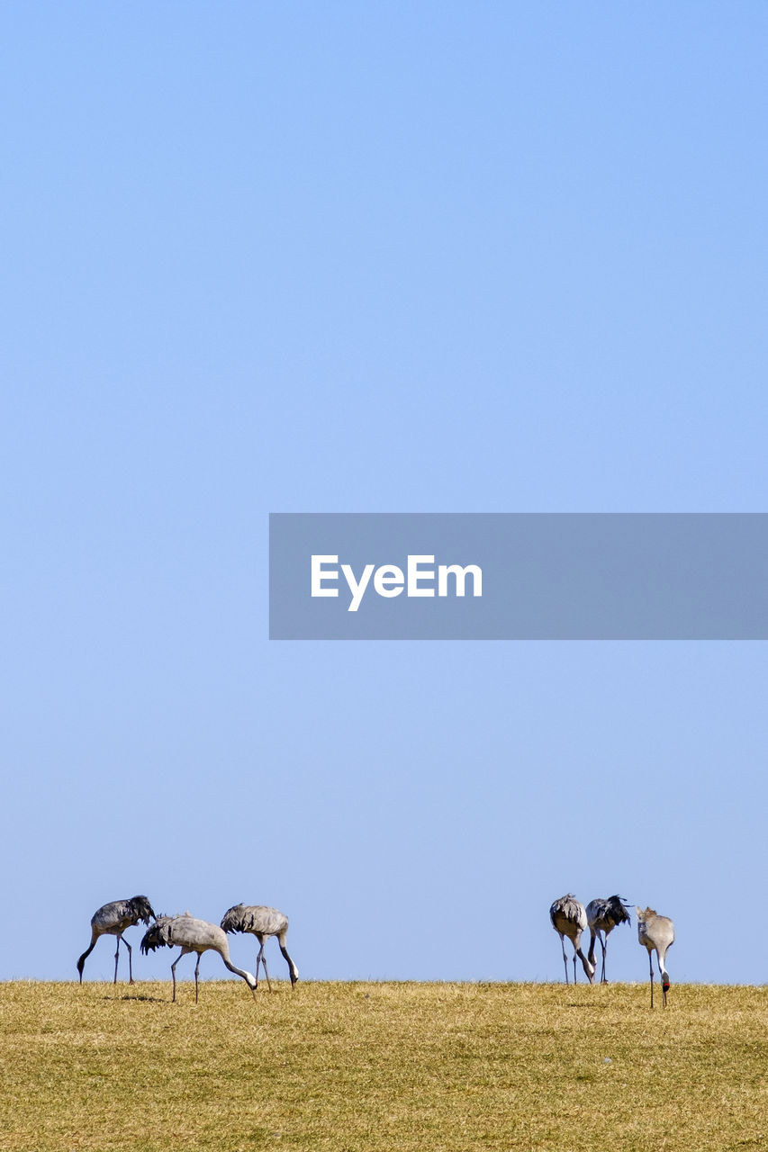 Cranes walking on a field and eating in the spring