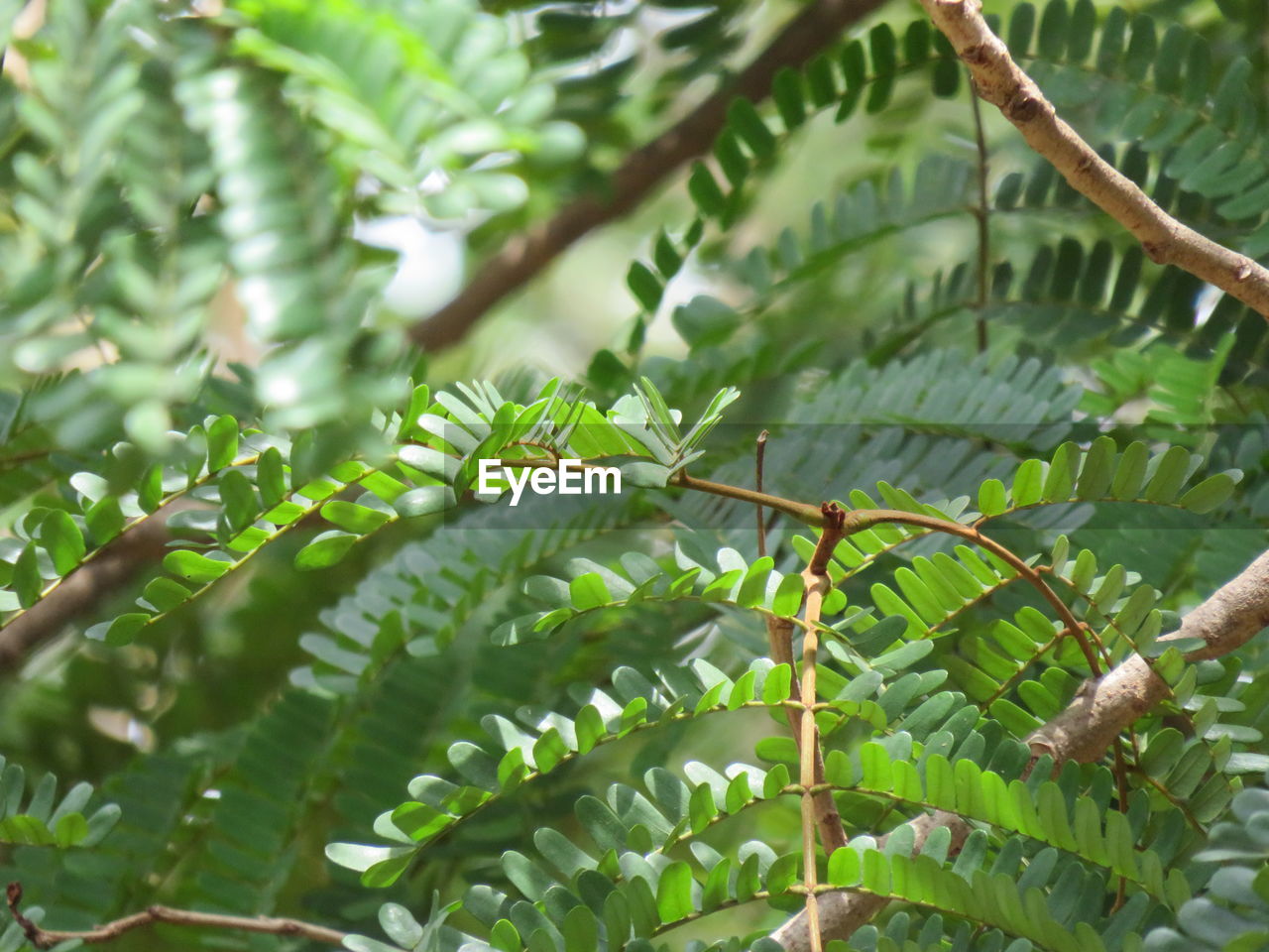 CLOSE-UP OF INSECT ON PLANT