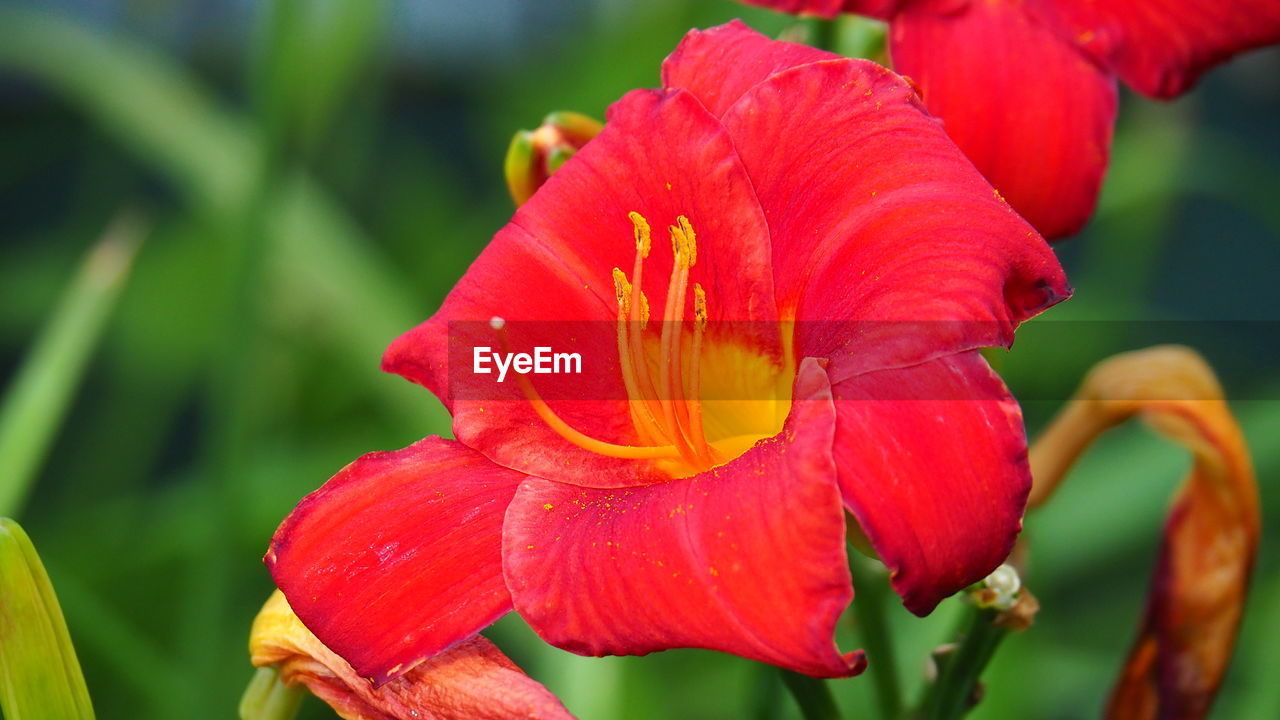 flowering plant, flower, plant, beauty in nature, petal, freshness, fragility, flower head, inflorescence, close-up, growth, red, nature, macro photography, pollen, focus on foreground, botany, stamen, daylily, no people, lily, blossom, springtime, vibrant color, plant stem, outdoors, day