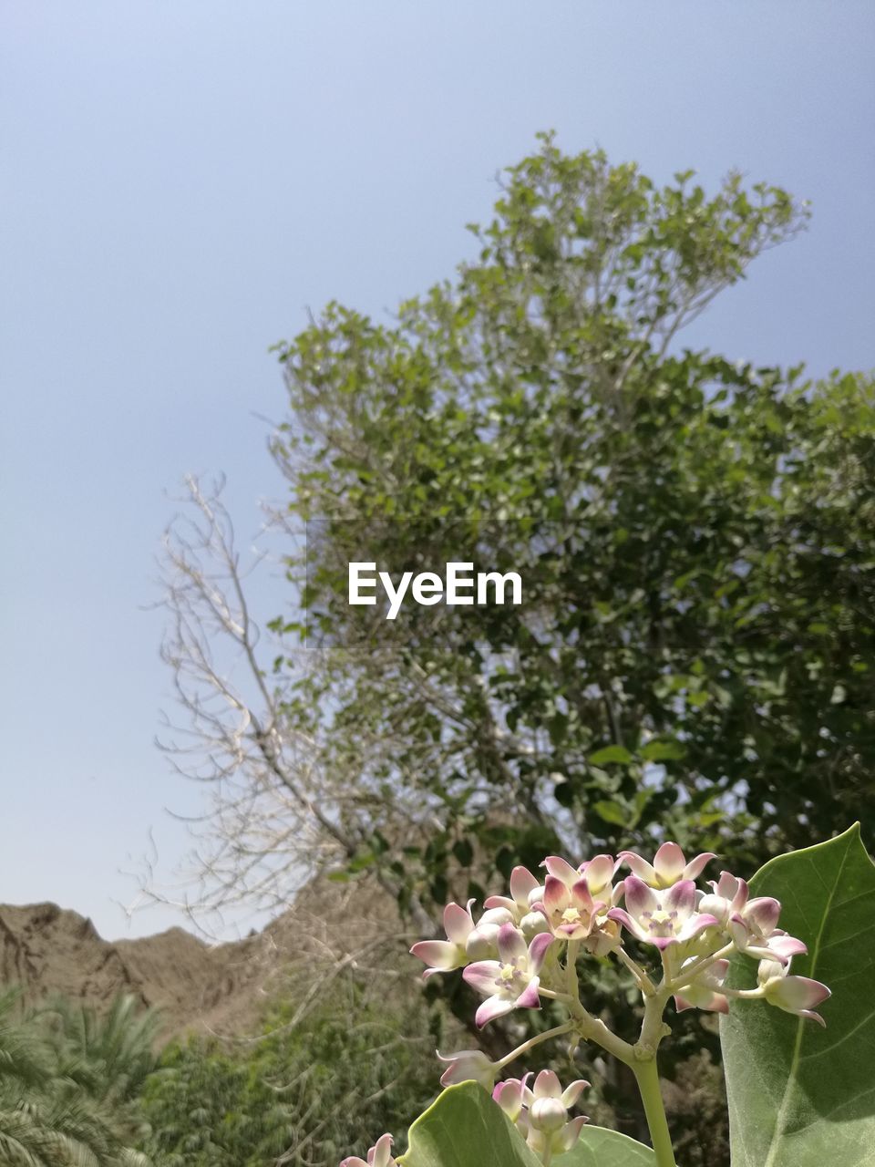 PLANTS GROWING ON TREE