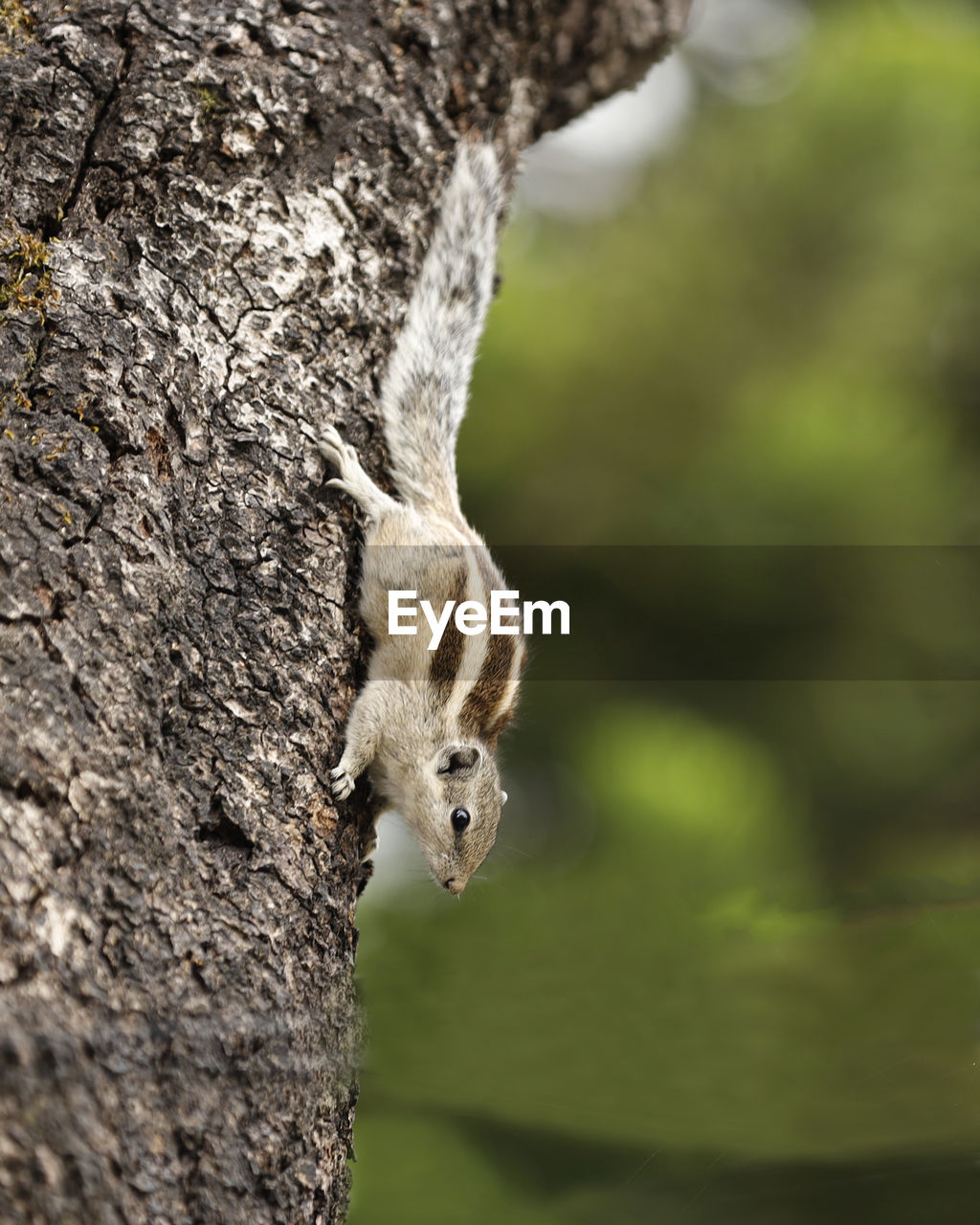 VIEW OF SQUIRREL ON TREE