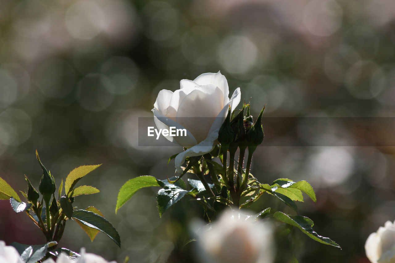 Close-up of white flowering plant