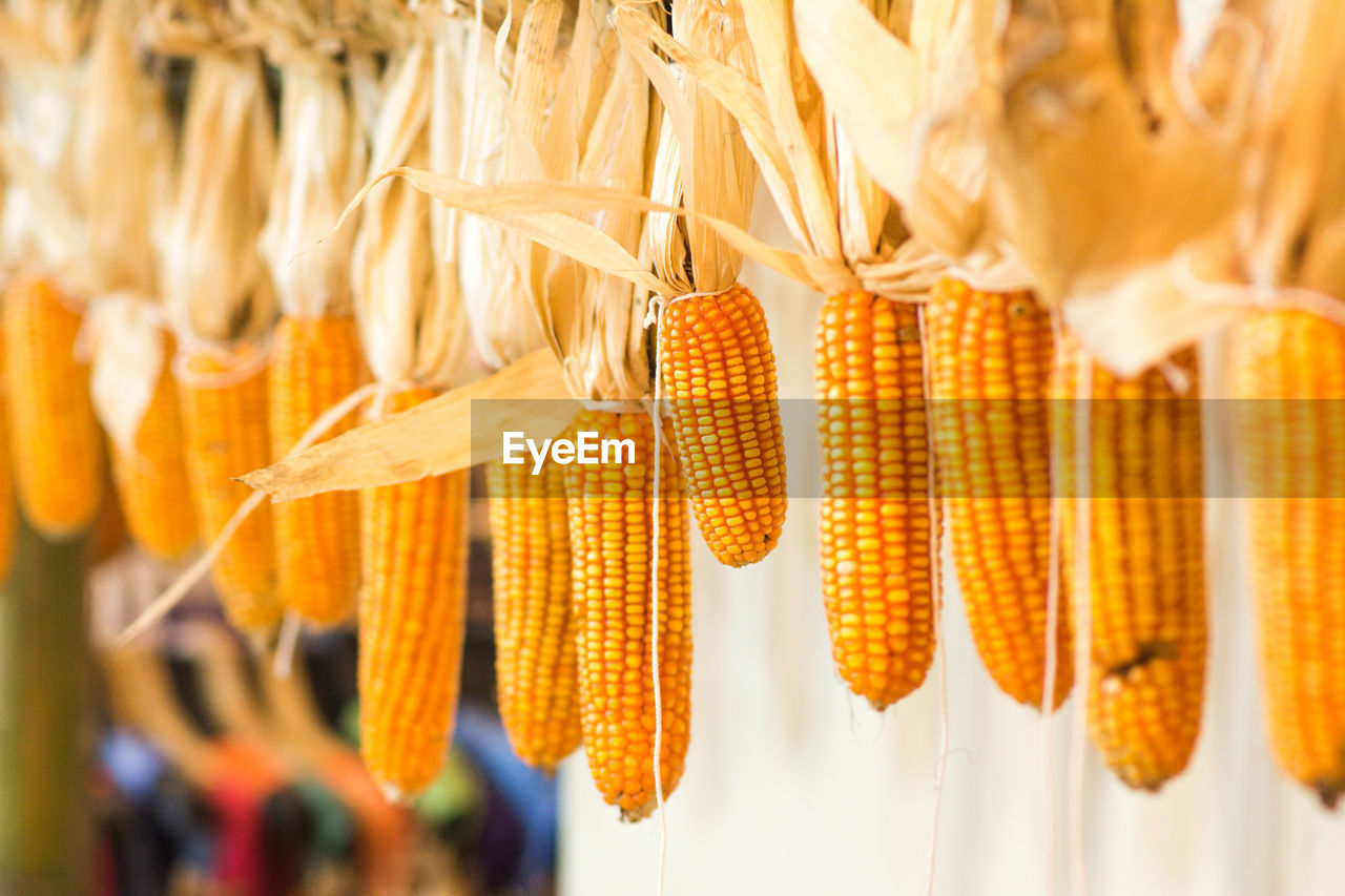 food, food and drink, corn, hanging, vegetable, agriculture, healthy eating, crop, yellow, freshness, wellbeing, no people, corn kernels, close-up, cereal plant, produce, organic, sweet corn, nature, flower, selective focus, plant, raw food, orange color, large group of objects, outdoors, food grain, retail, focus on foreground
