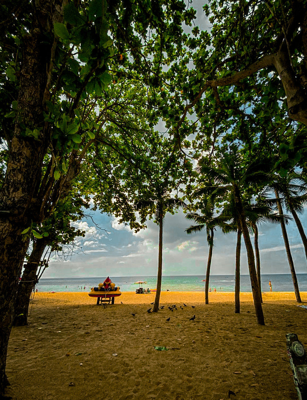 tree, plant, land, beach, water, nature, sea, beauty in nature, sunlight, sky, sand, scenics - nature, tranquility, outdoors, leaf, tranquil scene, natural environment, travel, day, vacation, holiday, trip, body of water, tree trunk, morning, horizon over water, travel destinations, transportation, trunk, growth, environment, leisure activity, branch, tropical climate, relaxation, men, sitting, mode of transportation