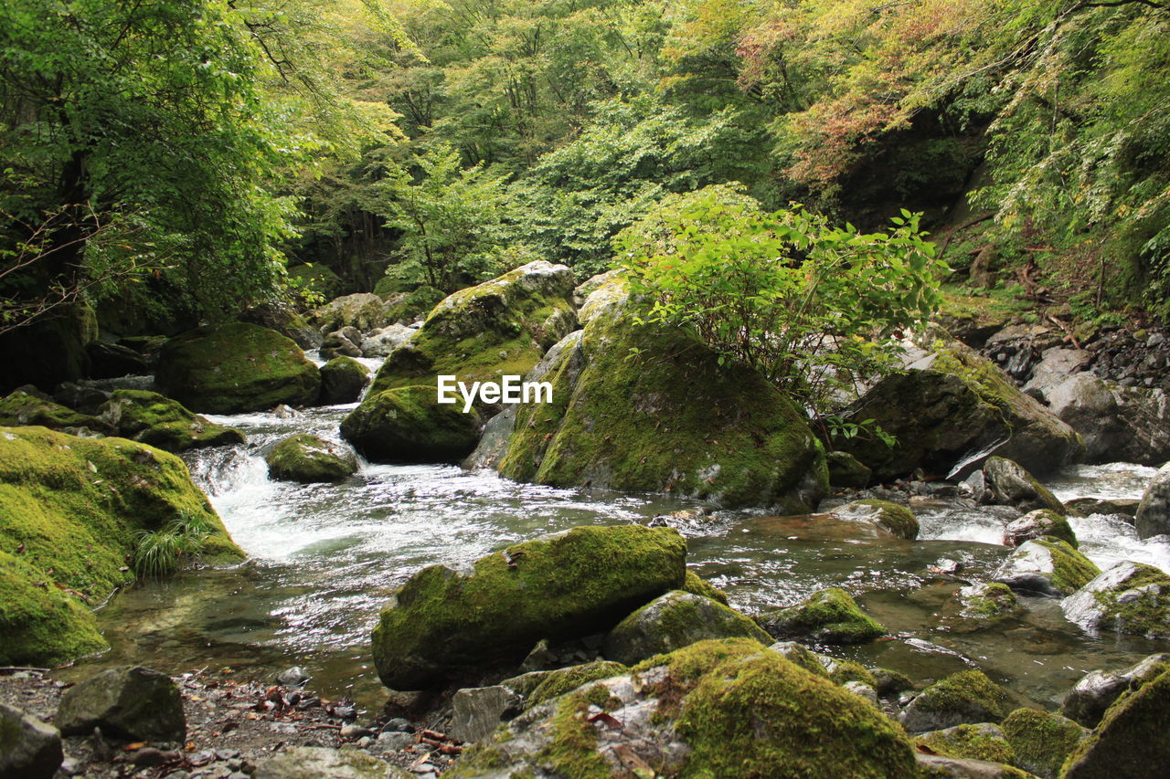 SCENIC VIEW OF RIVER FLOWING AMIDST ROCKS IN FOREST