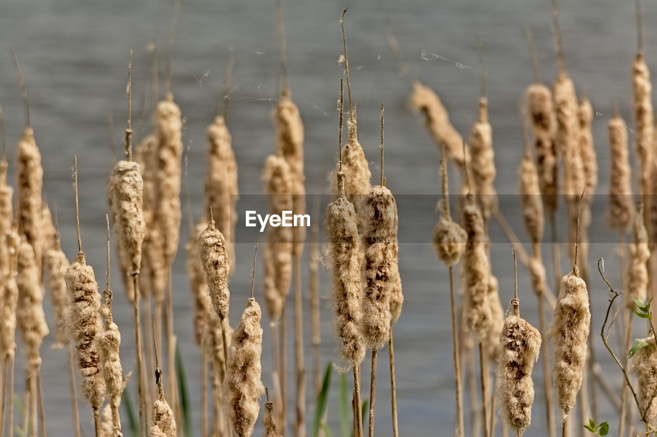 CLOSE-UP OF WILTED PLANTS ON FIELD