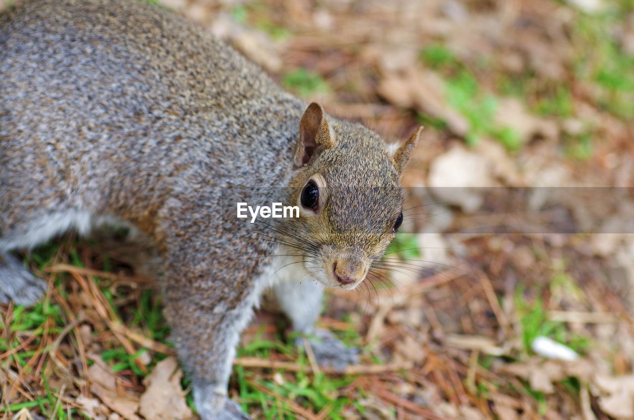 CLOSE-UP OF SQUIRREL BY FIELD