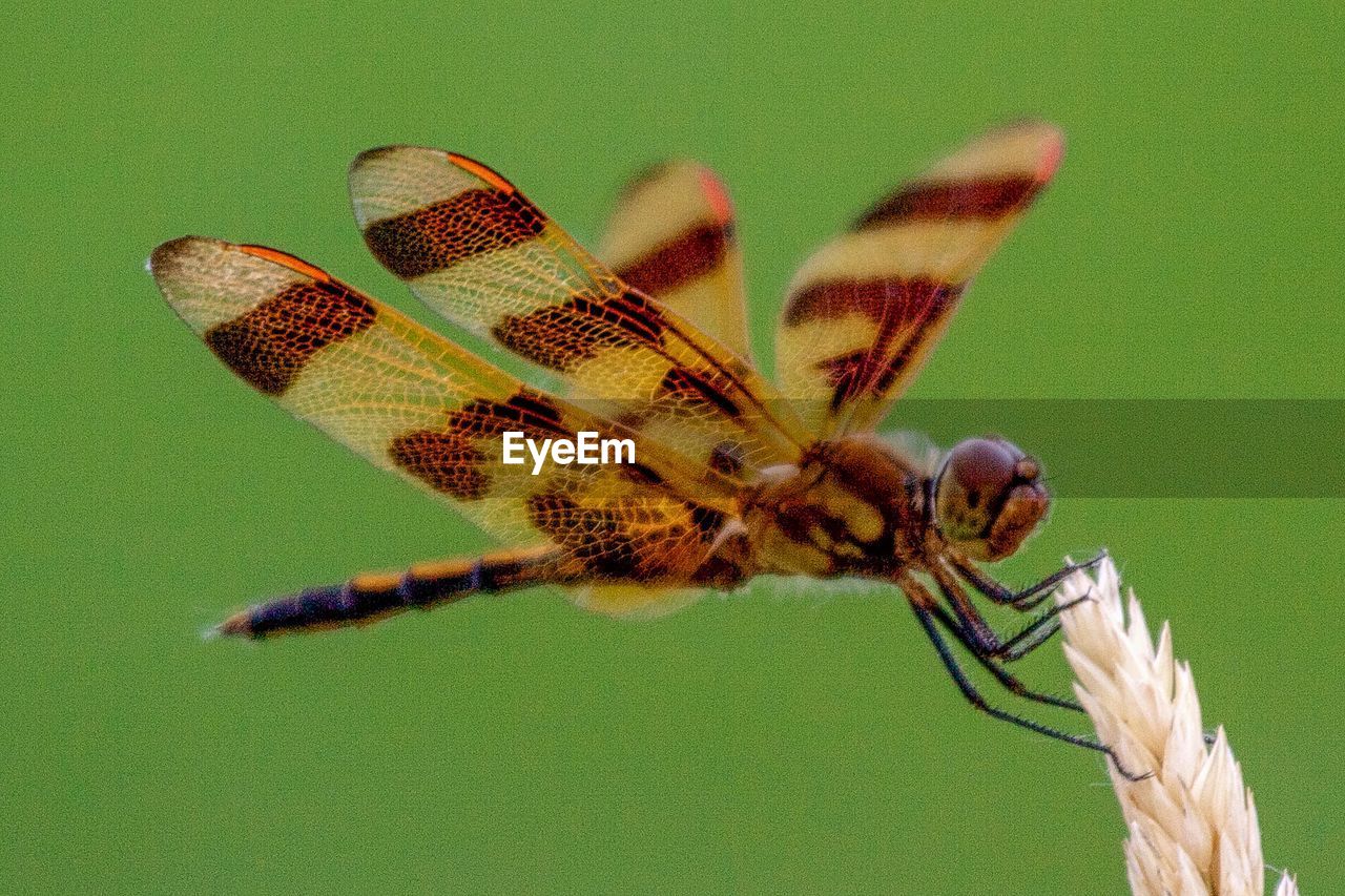 CLOSE-UP OF DRAGONFLY ON FLOWER