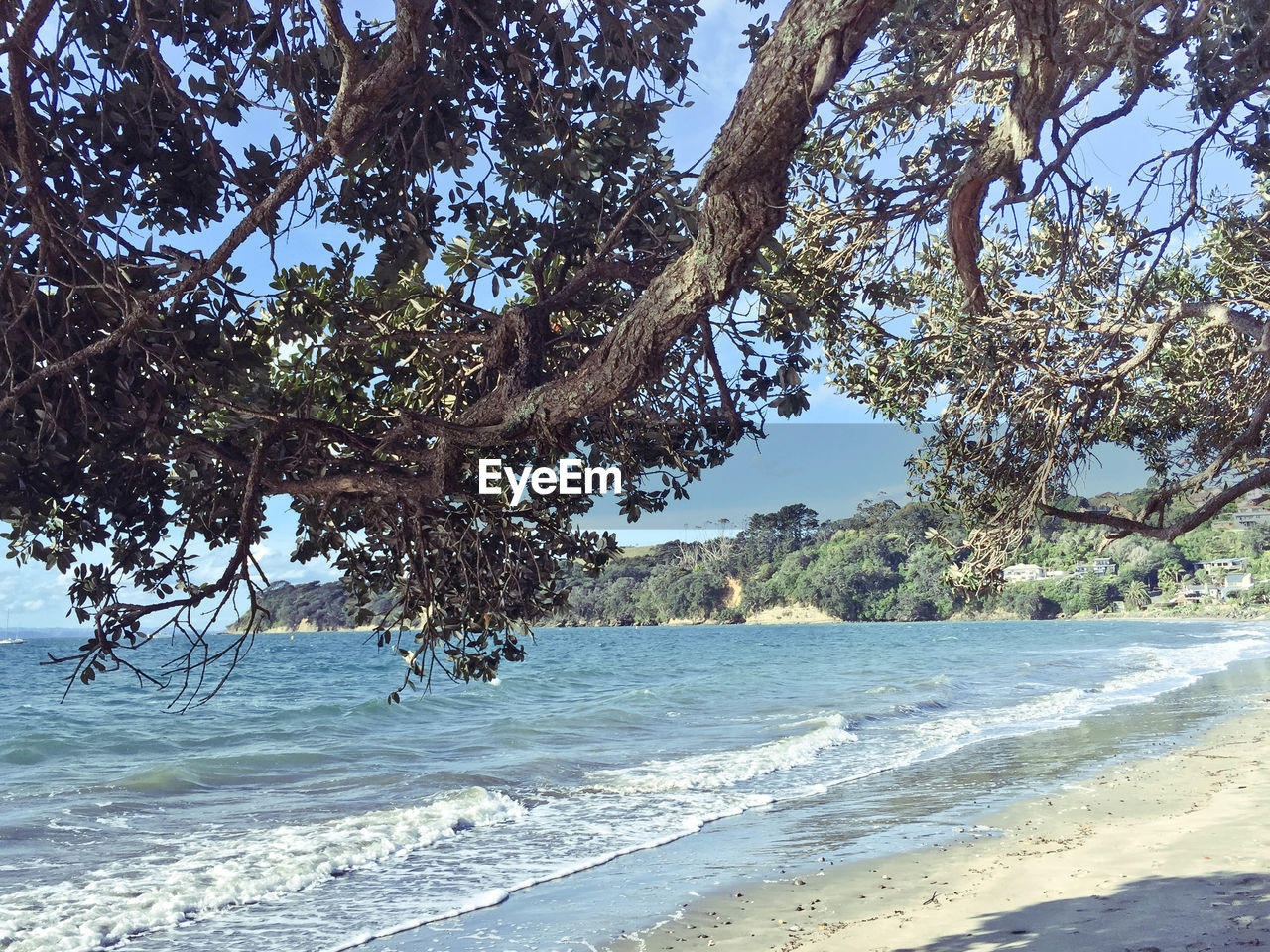 TREES ON SHORE AGAINST SKY