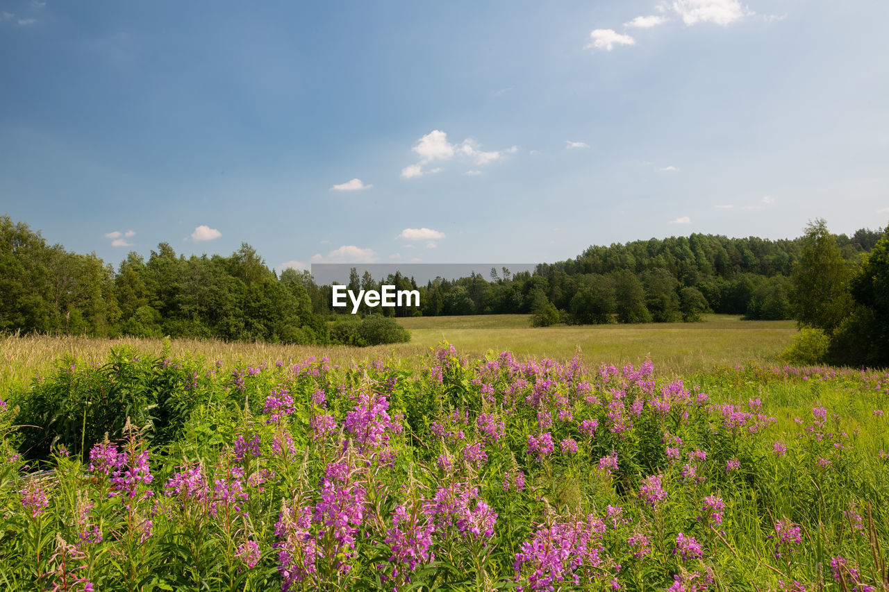 Purple flowering plants on field against sky