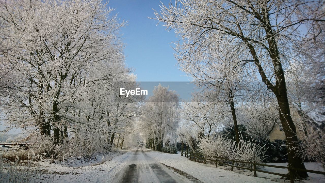 LOW ANGLE VIEW OF TREES AGAINST CLEAR SKY