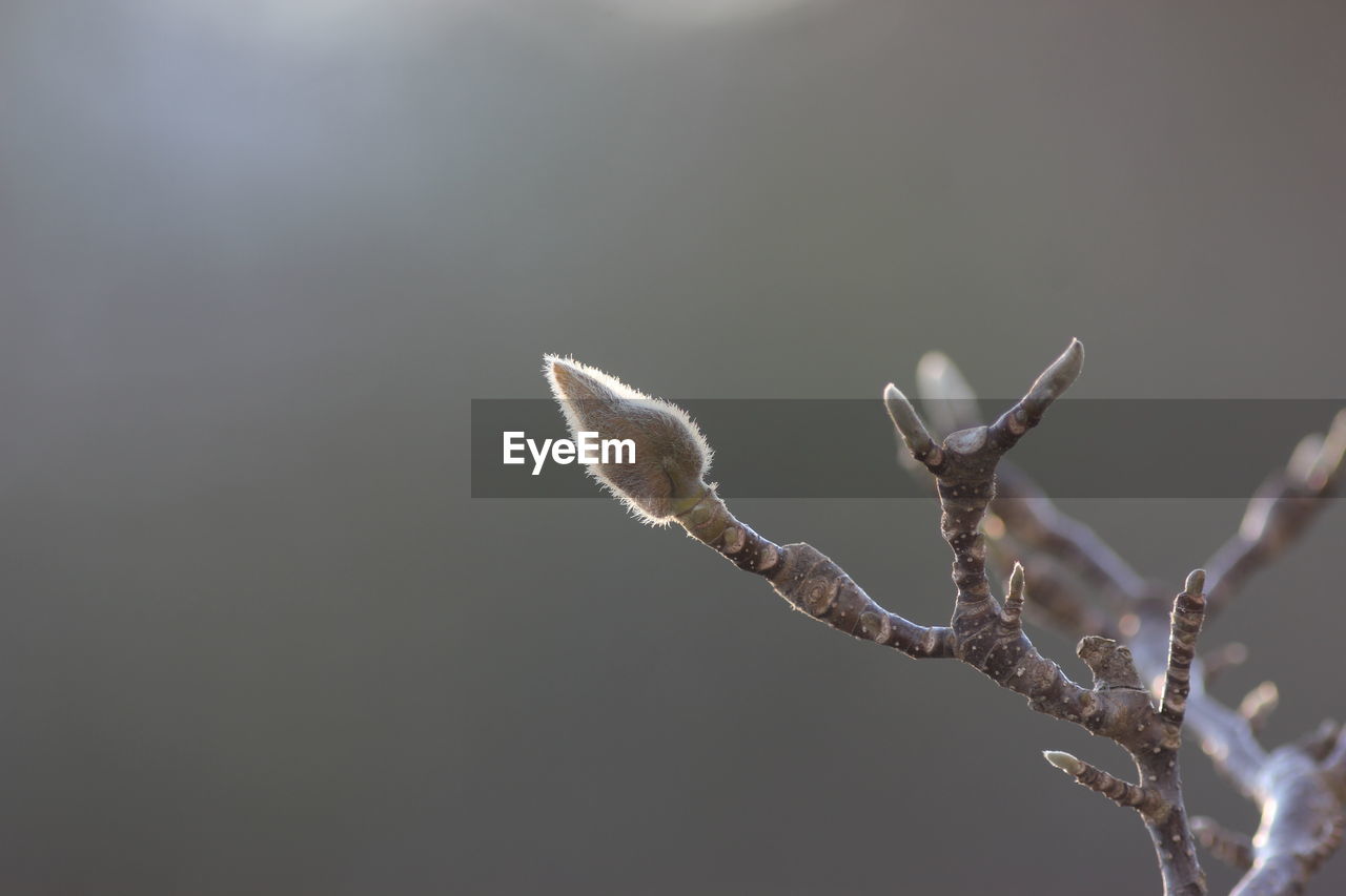 CLOSE-UP OF FLOWER BUDS ON BRANCH