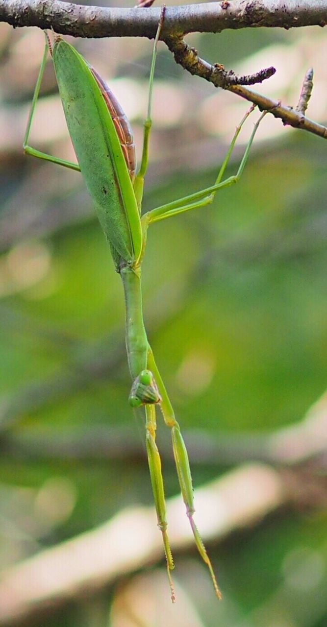 Close-up of praying mantis hanging on plant