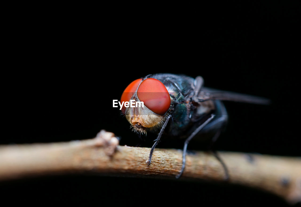 CLOSE-UP OF FLY ON A WOOD