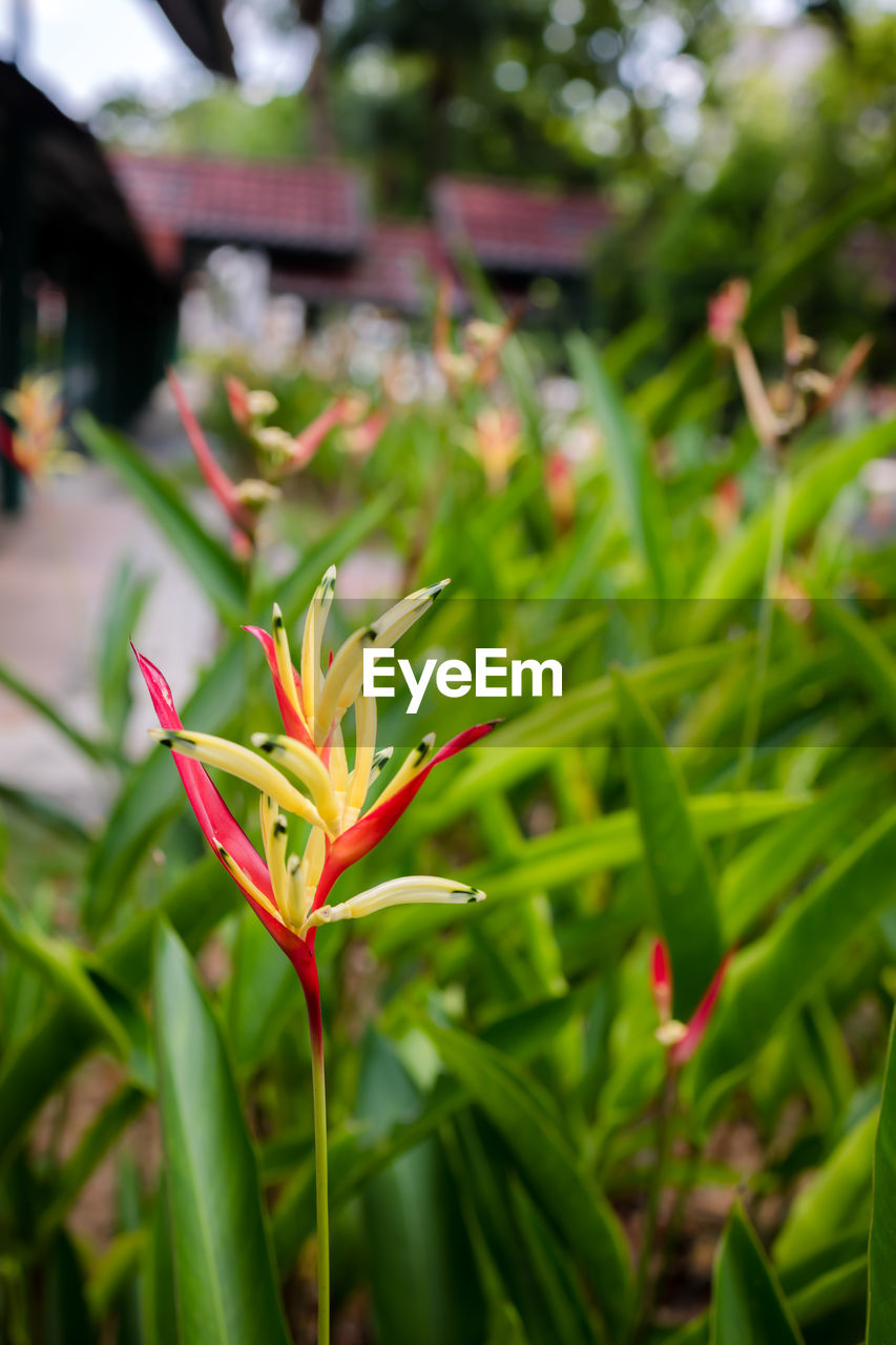 Heliconia psittacorum 'lady di' - lady di heliconia or parakeet flower