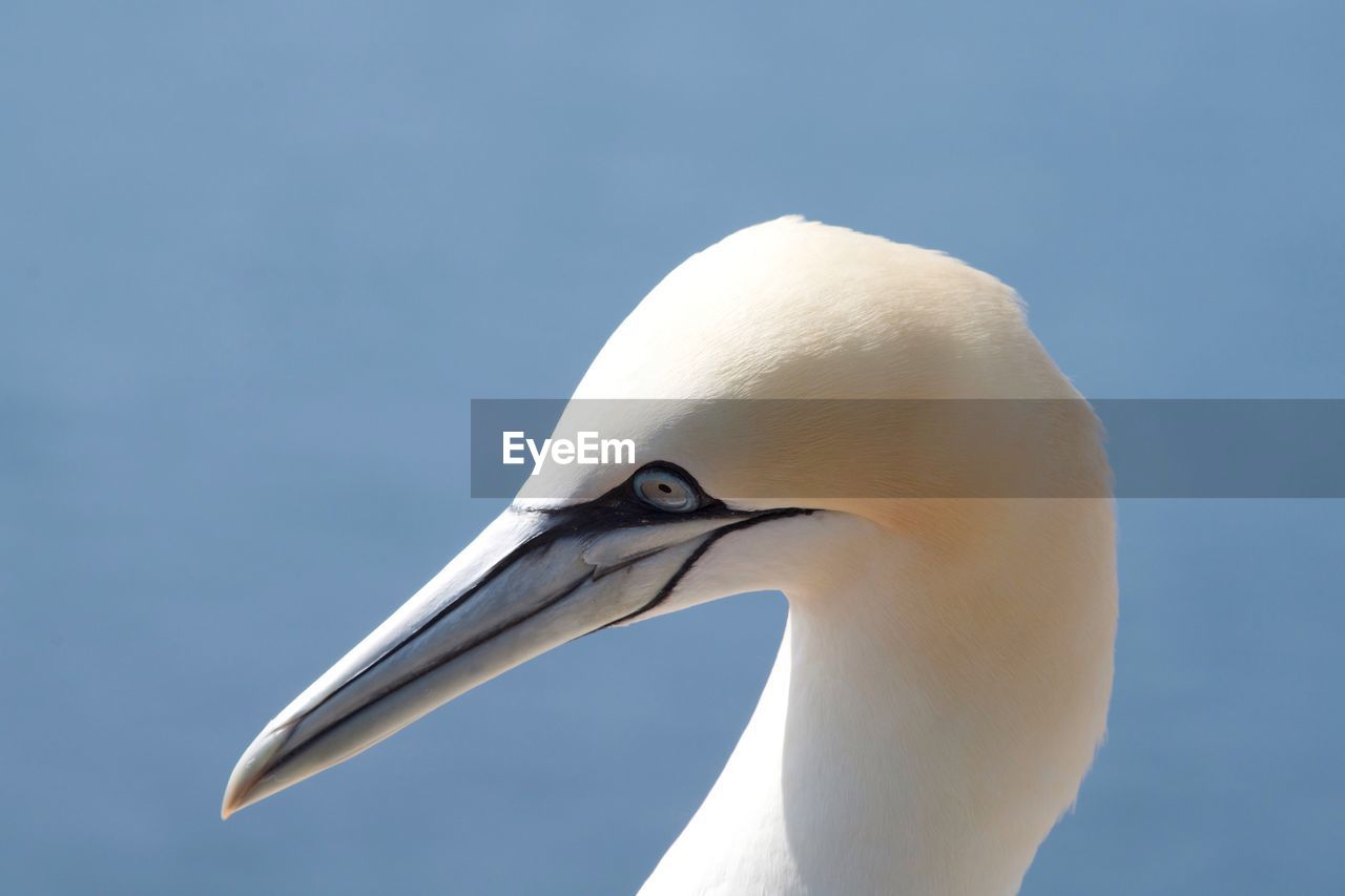 Close-up of a gannet bird against clear blue sky