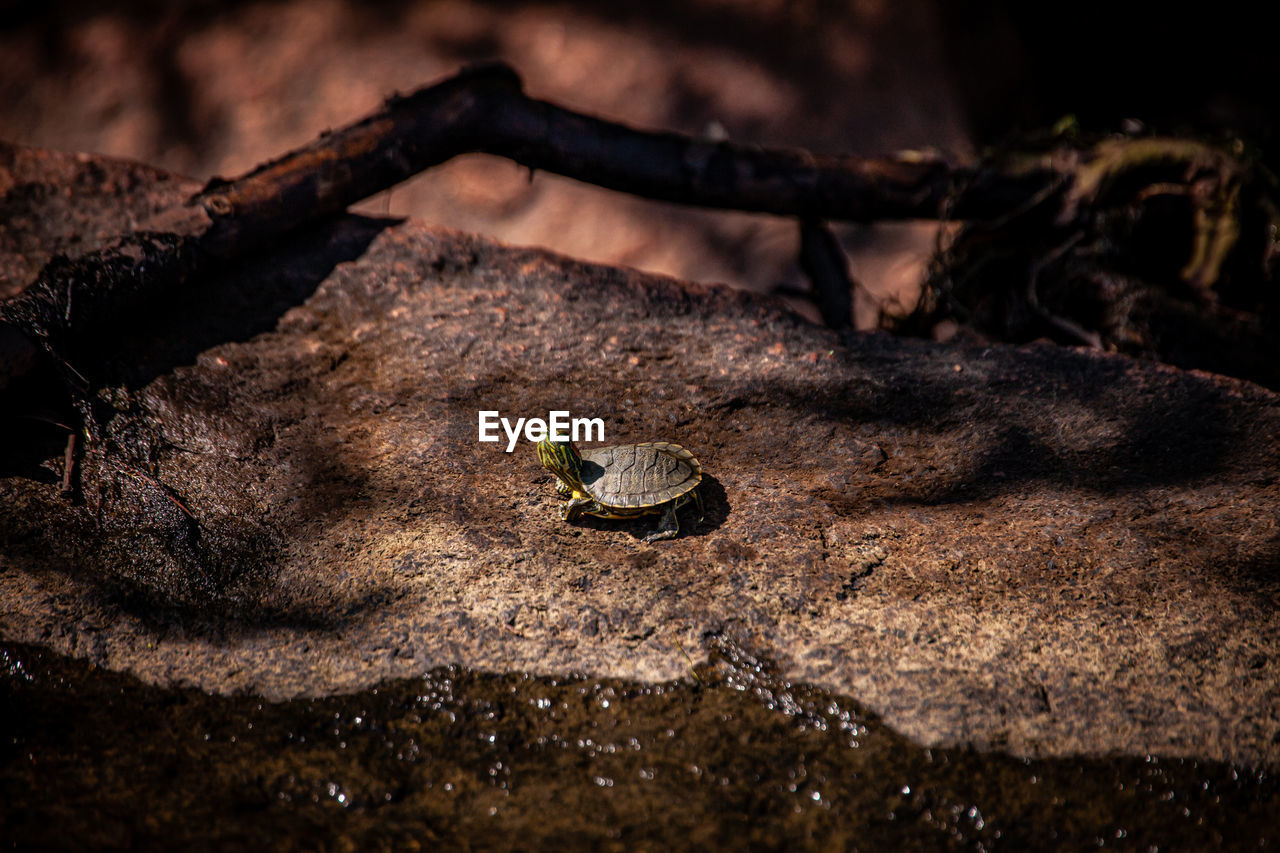 Tiny turtle on big rock