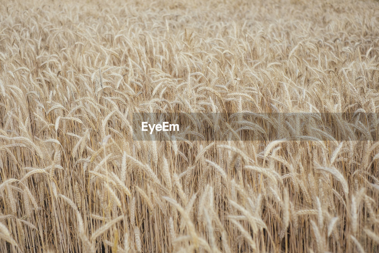 Full frame shot of wheat field