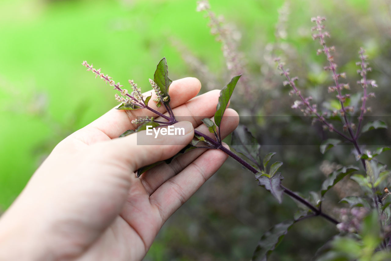 CLOSE-UP OF HANDS HOLDING PLANT