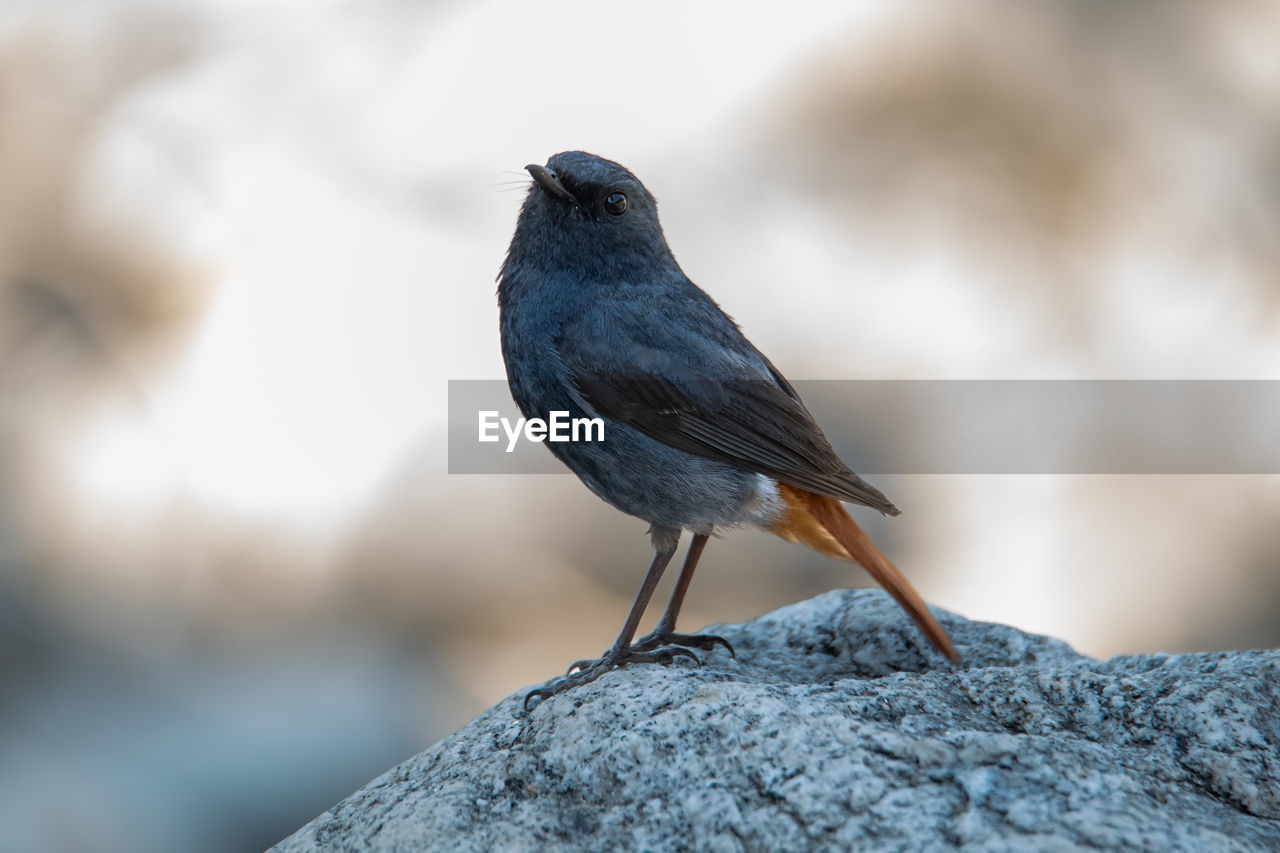 animal themes, animal, bird, animal wildlife, wildlife, one animal, close-up, nature, beak, perching, rock, full length, focus on foreground, no people, blue, day, outdoors, black, songbird, selective focus, side view, winter, raven, beauty in nature, sunbeam