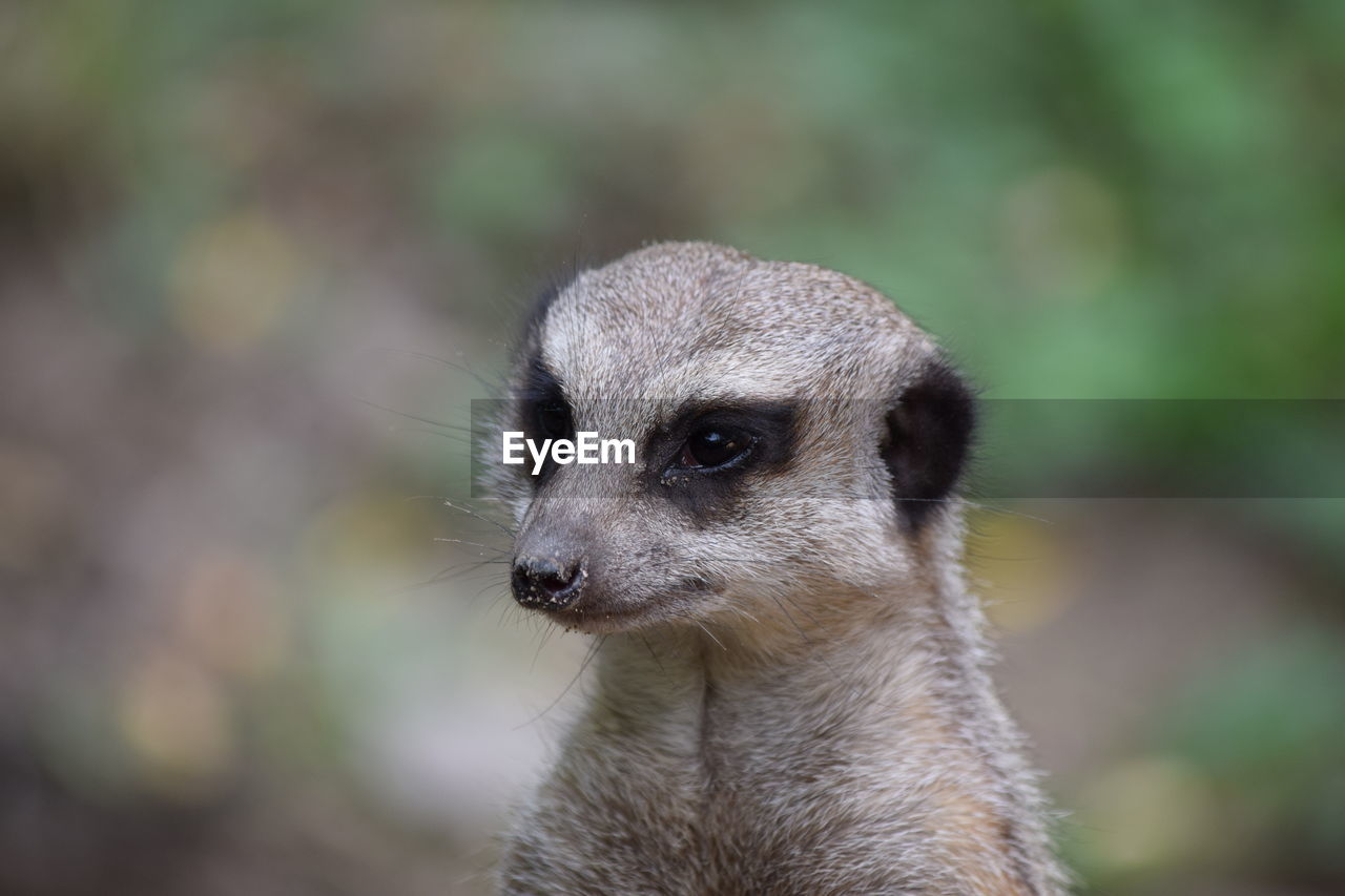 Close-up of meerkat