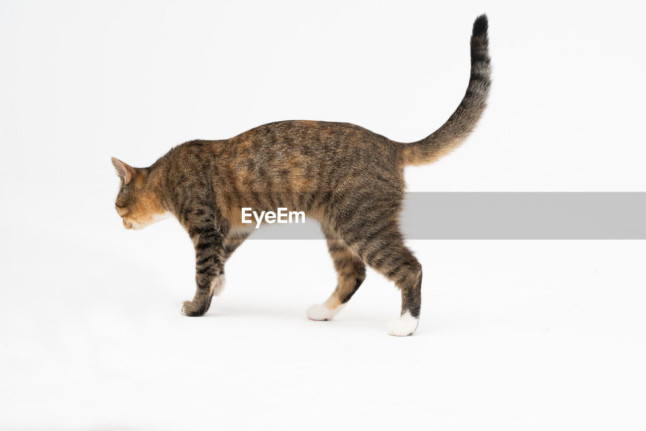 animal, animal themes, cat, mammal, one animal, domestic animals, feline, small to medium-sized cats, pet, side view, whiskers, domestic cat, white background, felidae, full length, no people, studio shot, walking, cut out, copy space, profile view, wild cat