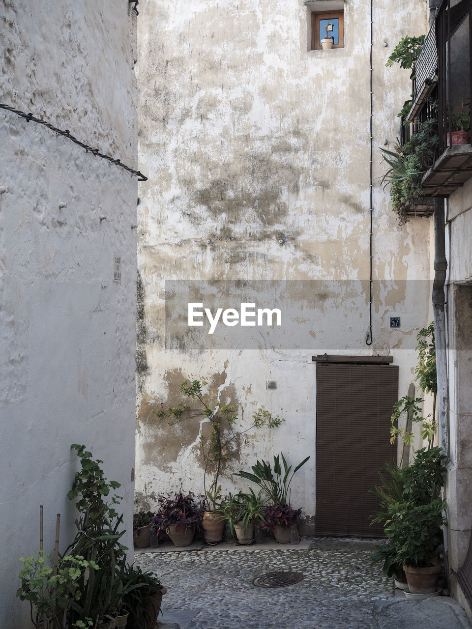 Potted plants on wall of building