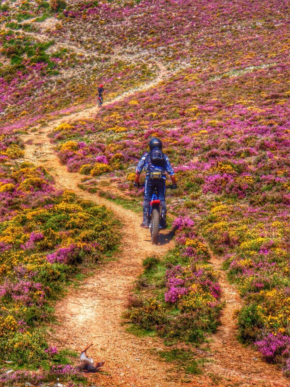 Children riding bicycle on pathway amidst flowers on field