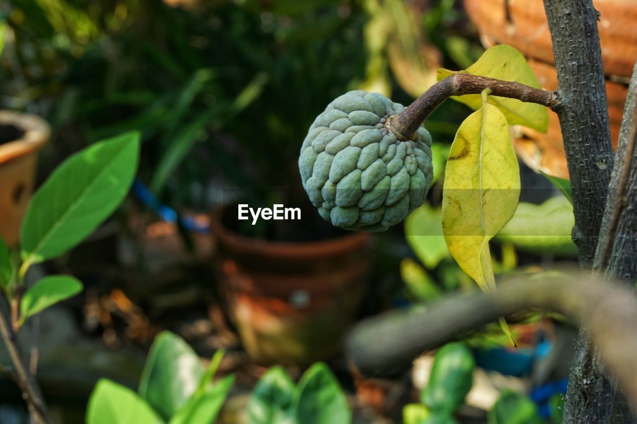 The nona fruit 