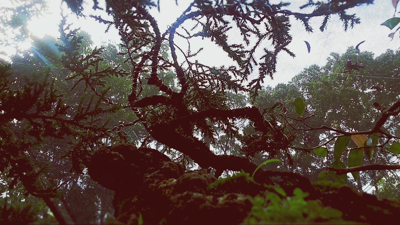 LOW ANGLE VIEW OF TREES AGAINST SKY