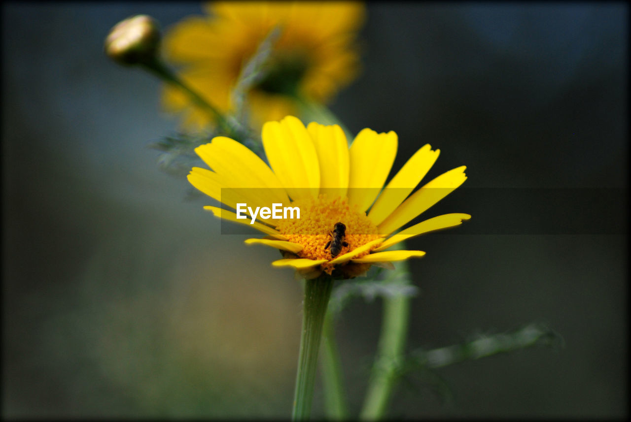 Close-up of insect on yellow cosmos flower