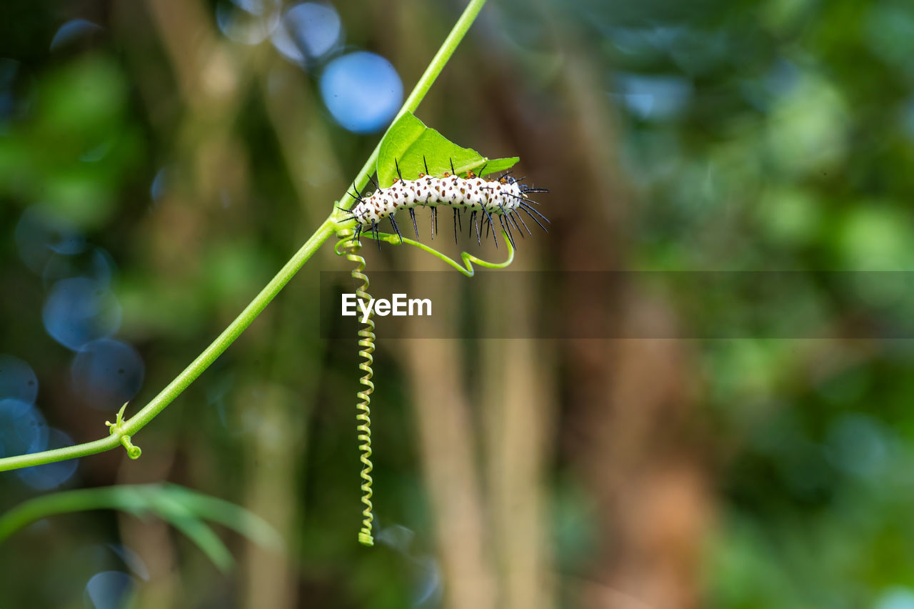 green, plant, insect, nature, branch, animal, animal themes, flower, close-up, macro photography, animal wildlife, leaf, beauty in nature, focus on foreground, tree, growth, no people, plant part, one animal, outdoors, grass, day, environment, wildlife, land, forest, selective focus, plant stem, environmental conservation, freshness, social issues