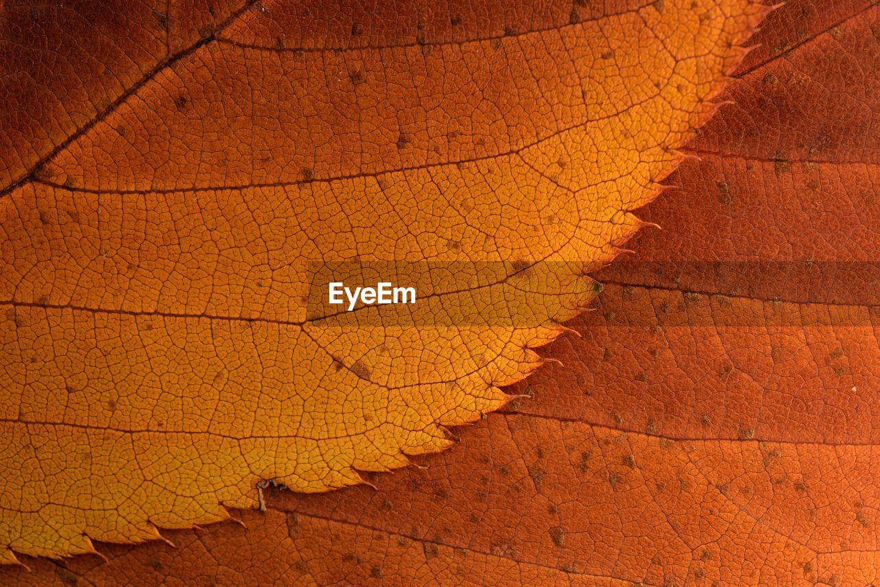 Dry leaf edge macro