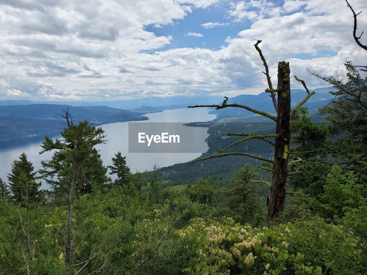 SCENIC VIEW OF TREES AND PLANTS AGAINST SKY