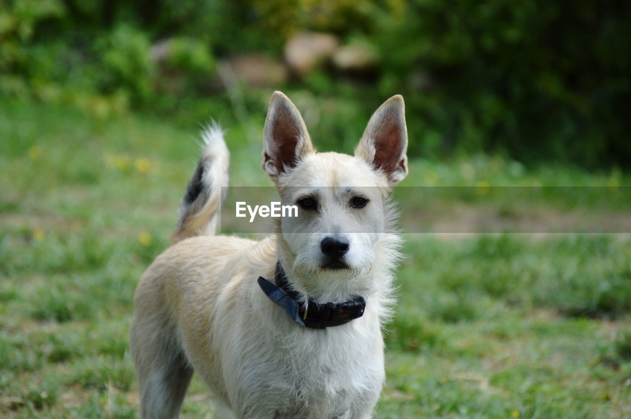 Portrait of dog standing on field