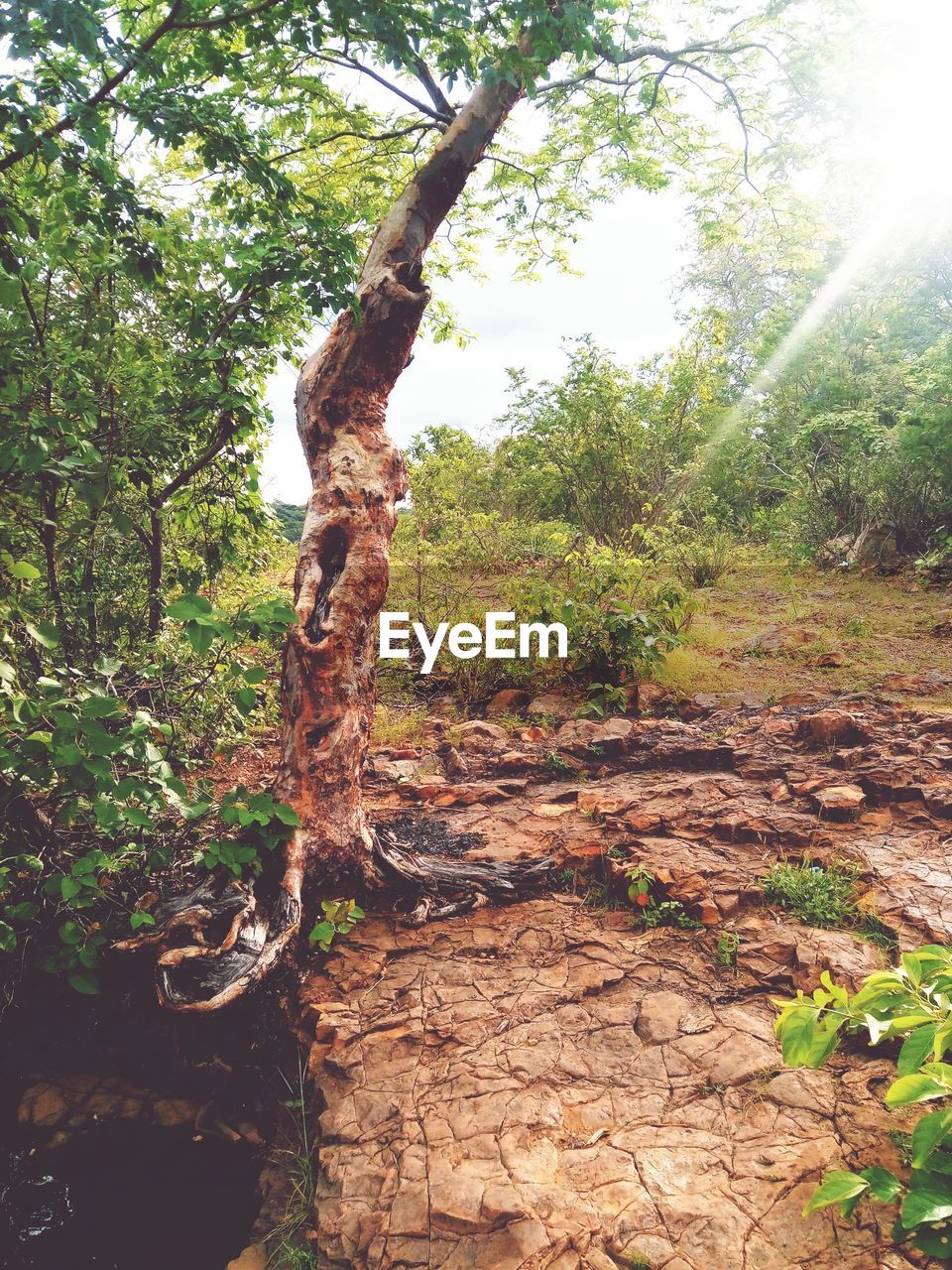 TREES GROWING IN PARK